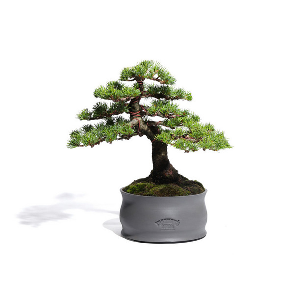五葉松　-Japanese white pine-　（推定樹齢40年）-M0017-